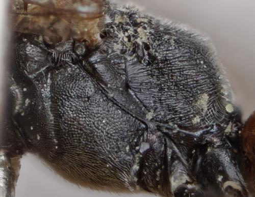 Tachysphex obscuripennis